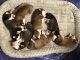 Siberian Husky Puppies for sale in Sterling, CO 80751, USA. price: NA
