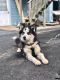 Siberian Husky Puppies for sale in Essex, MD 21221, USA. price: NA