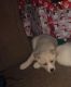 Siberian Husky Puppies for sale in Taylor, MI 48180, USA. price: $500