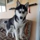 Siberian Husky Puppies for sale in North Ridgeville, OH, USA. price: $500