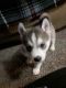 Siberian Husky Puppies for sale in Tulare, CA 93274, USA. price: NA