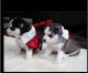 Siberian Husky Puppies for sale in Madison, TN 37115, USA. price: $600