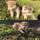 Siberian Husky Puppies for sale in Jamul, CA, USA. price: $500