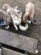 Siberian Husky Puppies for sale in San Marcos, TX 78666, USA. price: NA