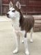 Siberian Husky Puppies for sale in 3853 W 80th Pl, Chicago, IL 60652, USA. price: NA