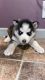 Siberian Husky Puppies for sale in Pullman, MI 49450, USA. price: NA