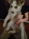 Siberian Husky Puppies for sale in York, PA, USA. price: $500