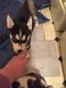 Siberian Husky Puppies for sale in Bowling Green, OH, USA. price: $400