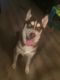Siberian Husky Puppies for sale in North Las Vegas, NV 89031, USA. price: NA