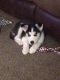 Siberian Husky Puppies for sale in Calcutta, OH 43920, USA. price: NA