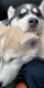 Siberian Husky Puppies for sale in Tacoma, WA, USA. price: $350