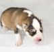 Siberian Husky Puppies for sale in Morganton, NC 28655, USA. price: $900
