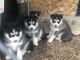 Siberian Husky Puppies for sale in Ventura, CA, USA. price: $1,000