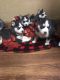 Siberian Husky Puppies for sale in Lancaster, NY, USA. price: NA