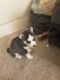 Siberian Husky Puppies for sale in Bluffton, IN 46714, USA. price: NA