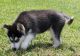 Siberian Husky Puppies for sale in St Paul, MN, USA. price: $500