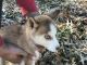 Siberian Husky Puppies for sale in Grandview, MO, USA. price: $500