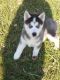 Siberian Husky Puppies for sale in Louisville, KY, USA. price: $600
