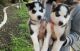 Siberian Husky Puppies for sale in 13736 Monterey Ave, Baldwin Park, CA 91706, USA. price: NA