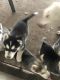 Siberian Husky Puppies for sale in Sugar Land, TX, USA. price: $500