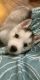 Siberian Husky Puppies for sale in New Hartford, NY, USA. price: NA