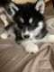 Siberian Husky Puppies for sale in Riverside, RI 02915, USA. price: NA