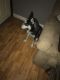 Siberian Husky Puppies for sale in Cynthiana, KY 41031, USA. price: NA