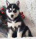 Siberian Husky Puppies for sale in Wayne, NJ 07470, USA. price: $675