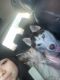 Siberian Husky Puppies for sale in 15 Union St, New Rochelle, NY 10805, USA. price: NA