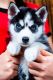 Siberian Husky Puppies for sale in 90008 Buzz St, Lamont, CA 93241, USA. price: NA