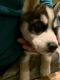 Siberian Husky Puppies for sale in Brooklyn Park, MN, USA. price: NA