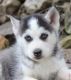 Siberian Husky Puppies for sale in 3811 S Cooper St, Arlington, TX 76015, USA. price: $550