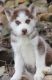 Siberian Husky Puppies for sale in 8901 Washington St, Kansas City, MO 64114, USA. price: $600