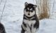 Siberian Husky Puppies for sale in Reno, NV, USA. price: $450