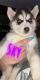 Siberian Husky Puppies for sale in Coventry, RI, USA. price: NA