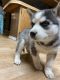 Siberian Husky Puppies for sale in Wapato, WA 98951, USA. price: $500