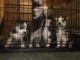 Siberian Husky Puppies for sale in Willcox, AZ 85643, USA. price: $550