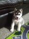 Siberian Husky Puppies for sale in South Boardman, MI 49680, USA. price: $500