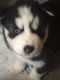 Siberian Husky Puppies for sale in Carthage, Cincinnati, OH, USA. price: $350