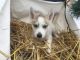 Siberian Husky Puppies for sale in Britt, MN 55710, USA. price: NA