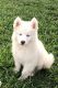 Siberian Husky Puppies for sale in Rayne, LA 70578, USA. price: NA