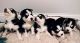 Siberian Husky Puppies for sale in Phenix City, AL, USA. price: $650