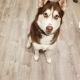 Siberian Husky Puppies for sale in 50 Northway, Lake Peekskill, NY 10537, USA. price: NA
