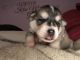 Siberian Husky Puppies for sale in Sayreville, NJ, USA. price: $1,200