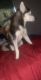 Siberian Husky Puppies for sale in Cypress, TX, USA. price: NA