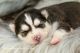 Siberian Husky Puppies for sale in Eden, TX 76837, USA. price: NA