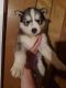Siberian Husky Puppies for sale in Arlington, VT 05250, USA. price: $1,200