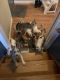 Siberian Husky Puppies for sale in Enfield, CT 06082, USA. price: $2,000