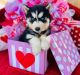 Siberian Husky Puppies for sale in Round Rock, TX, USA. price: $500