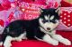Siberian Husky Puppies for sale in Jersey City, NJ, USA. price: $500